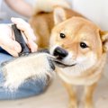 犬の換毛期にしては…