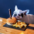 ダメだよ！犬が人の…