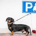 駐犬場がニューヨー…