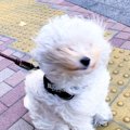 「動かん…ぞ！」強風に煽られても己の意思を貫き通す犬さんが話題！