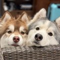 ハスキー犬兄弟の『…