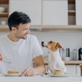 犬を人間と同様に扱…