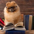 犬にも酵素は効果的…