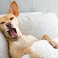 犬が『飼い主の枕を…