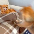 犬が他の犬に『遊び…