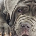 大型犬には特に注意…
