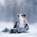 冬に注意したい犬の…