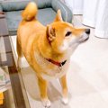 犬に"おじいち…