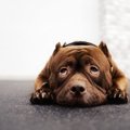 愛犬にイライラして…