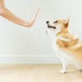 犬の噛み癖を直す時…