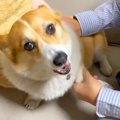 犬が家族に『愛され…