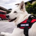 PTSDの症状を軽減さ…