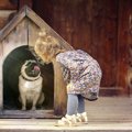 犬のハウスは絶対に教えておきたいしつけ！その意味や方法とは？