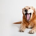 犬がしていたら危険…
