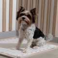 犬のトイレを『絶対…