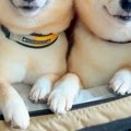 車に乗る2匹の犬→『…