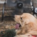 犬に扇風機は意味が…