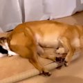 犬が『猫にベッドを…