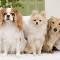 犬の種類・大図鑑