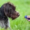 犬のしつけに「音」…