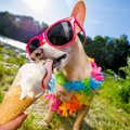 犬に絶対NGな『熱中…