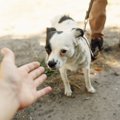 愛犬に対して他人に…