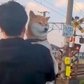 『踏切が怖い柴犬』…