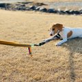 犬が外になると歩こ…
