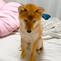 夜中、犬が吠えてい…