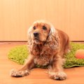 犬を知人に預ける際…