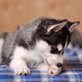 犬が足をずっと舐め…