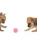 犬を初めて飼った人…