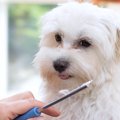 犬のヒゲは伸びたら…