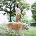 犬の飼い主資格制度…