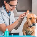 犬の耳掃除におけるN…