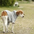 犬の『くしゃみが止…