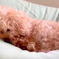 耳が聞こえない老犬→…