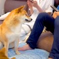 犬は『大好きなママ…