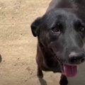 不安げな野良犬に呼…