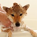 柴犬の正しいお風呂…