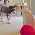 ネコがくしゃみをし…