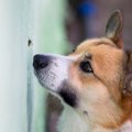 犬が食べてしまうと…