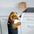 対策してる？犬をキ…
