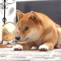 犬に『こんにちは』…