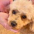 『声帯を失って声が…
