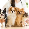 犬や猫と関わる仕事…