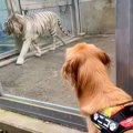 大型犬と一緒に『動…