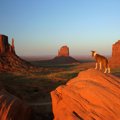 北米の古代犬のDNAが…
