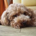 犬が横目で見てくる…