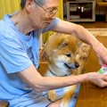 おじいちゃんが『犬…